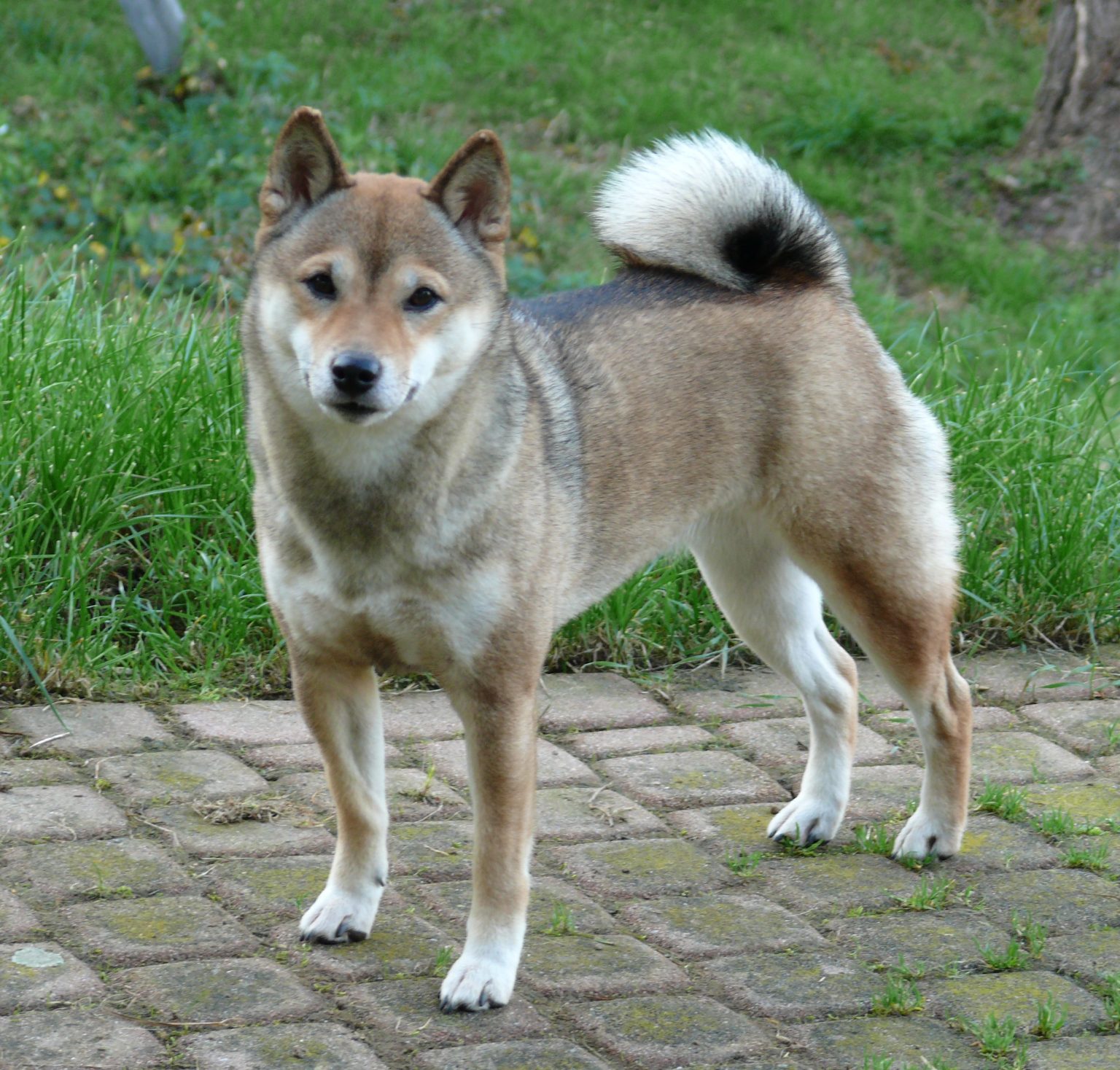 Der shiba shiba club deutschland e v 