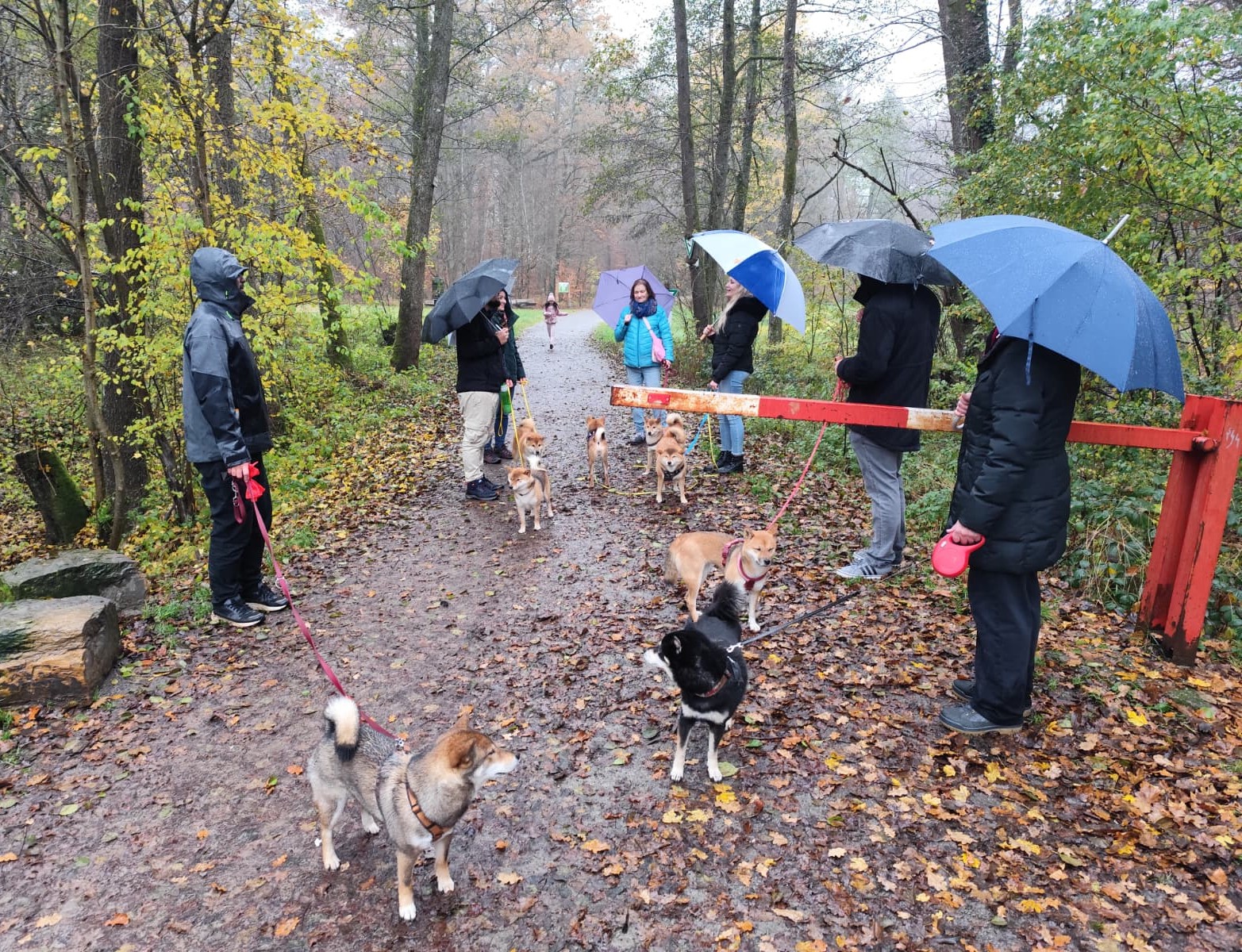 Shiba Gassirunde im Krumbachtal – Termine 2026